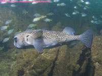 porcupinefish and wreck