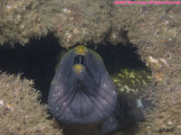 Mediterranean moray eel