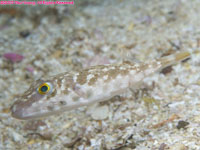 brown puffer