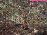 scorpionfish