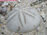 sand dollar