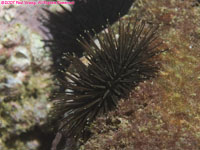 urchin