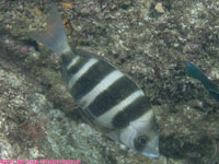 zebra bream