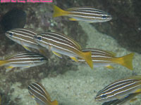 African striped grunts