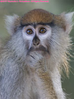 grivet monkey portrait