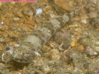 Atlantic lizardfish