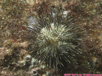 urchin