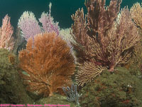 orange and brown gorgoniums