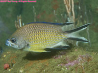 Atlantic damselfish