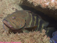 Ballan wrasse??