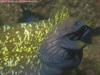 Mediterranean moray eel