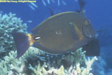 epaulette tang
