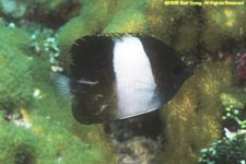 black pyramid butterflyfish