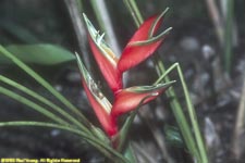 bird of paradise flower