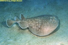 scalloped torpedo ray
