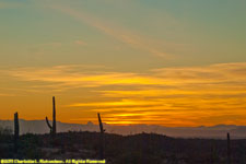 cactus sunset