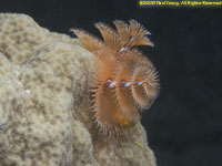 christmas tree worm