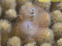 Christmas tree worm