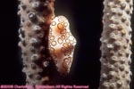 flamingo tongue