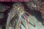 Caribbean spiny lobster