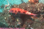 spotted goatfish
