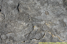 fossils