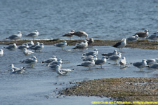 gulls
