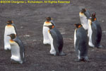 king penguins