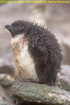 rockhopper penguin chick