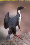 blue-eyed shag adult