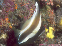 bannerfish