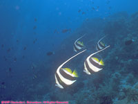 butterfly fish