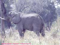 shaking a palmnut tree