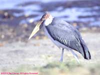 walking mirabou stork