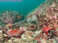 Panamic cushion stars