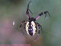 spider