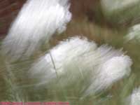 Queen Anne's lace in the wind