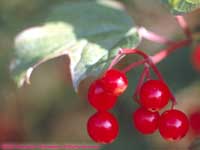 red berries