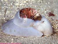 moon snail