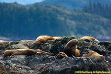 Stellar sea lions