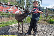 feeding reindeer