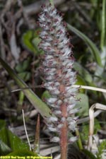 alpine meadow bistort