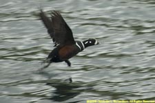 harlequin duck
