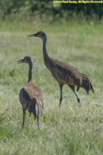 sandhill cranes