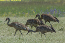 sandhill cranes
