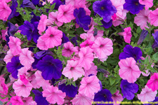 petunias