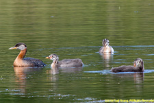 grebes