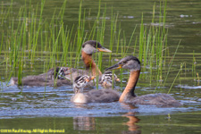 grebes