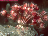 crinoid