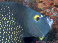 French angel fish head